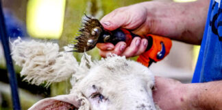 Just not that into ewes: ‘gay sheep’ escape slaughter and take over a New York catwalk - The Guardian