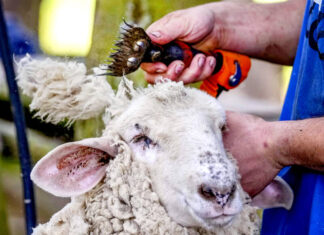 Just not that into ewes: ‘gay sheep’ escape slaughter and take over a New York catwalk - The Guardian