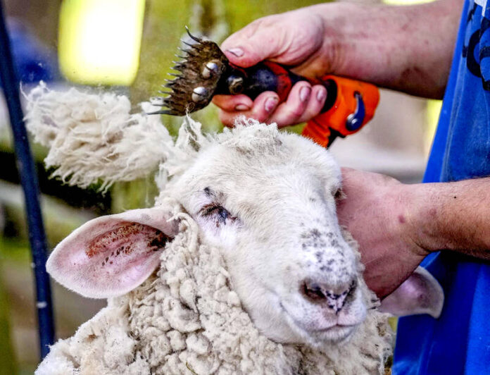 Just not that into ewes: ‘gay sheep’ escape slaughter and take over a New York catwalk - The Guardian