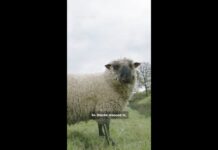 Meet the first flock of gay sheep - CNN