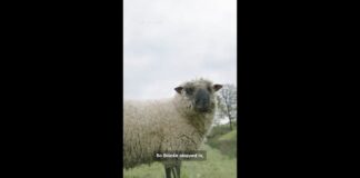 Meet the first flock of gay sheep - CNN