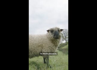 Meet the first flock of gay sheep - CNN