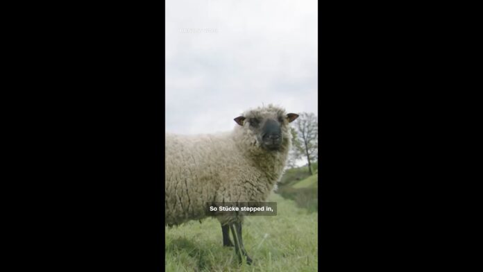 Meet the first flock of gay sheep - CNN