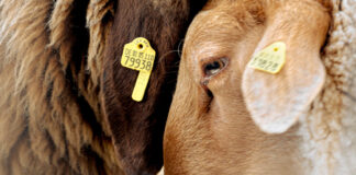 Queer by nature, see the fashion collection only gay sheep could inspire - Out Magazine