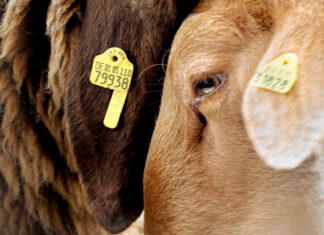 Queer by nature, see the fashion collection only gay sheep could inspire - Out Magazine