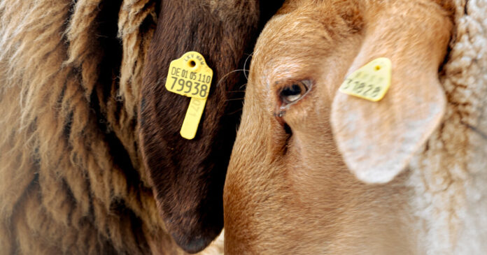 Queer by nature, see the fashion collection only gay sheep could inspire - Out Magazine