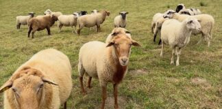 Wool from gay sheep debuts in fashion designer's new collection - torontosun.com