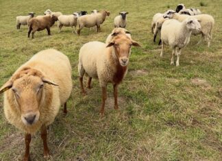 Wool from gay sheep debuts in fashion designer's new collection - torontosun.com