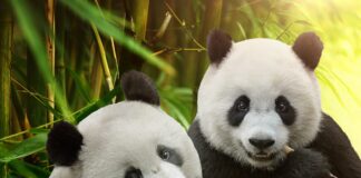 Fake post about gay pandas draws crackdown in China - NewsNation
