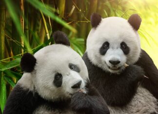 Fake post about gay pandas draws crackdown in China – NewsNation Fake post about gay pandas draws crackdown in China - NewsNation