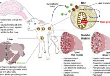 Wool from gay sheep debuts in fashion designer’s new collection – Yahoo News Canada Wool from gay sheep debuts in fashion designer's new collection - Yahoo News Canada